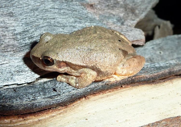 Desert tree frog httpsuploadwikimediaorgwikipediacommons55