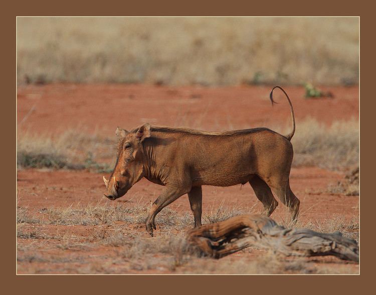 Desert warthog Desert Warthog Phacochoerus aethiopicus delamerei African