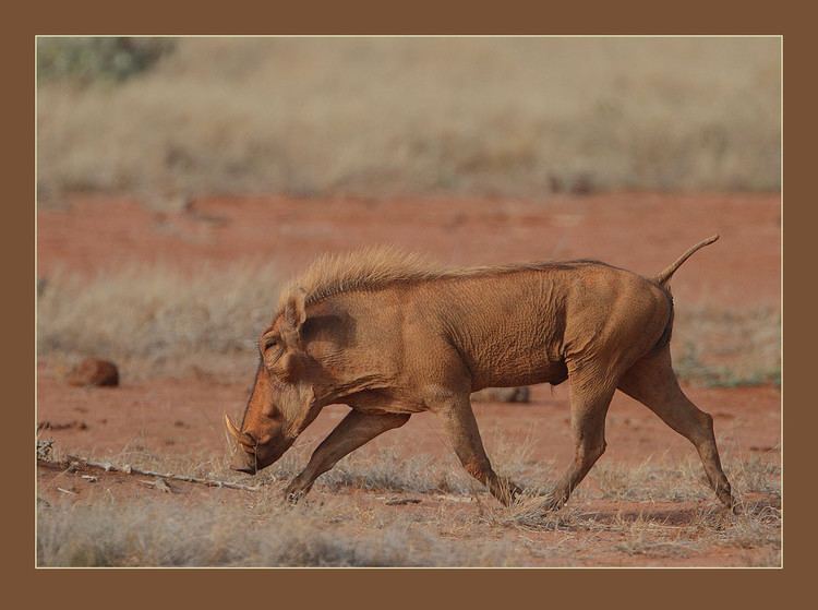 Desert warthog Desert Warthog Phacochoerus aethiopicus delamerei African