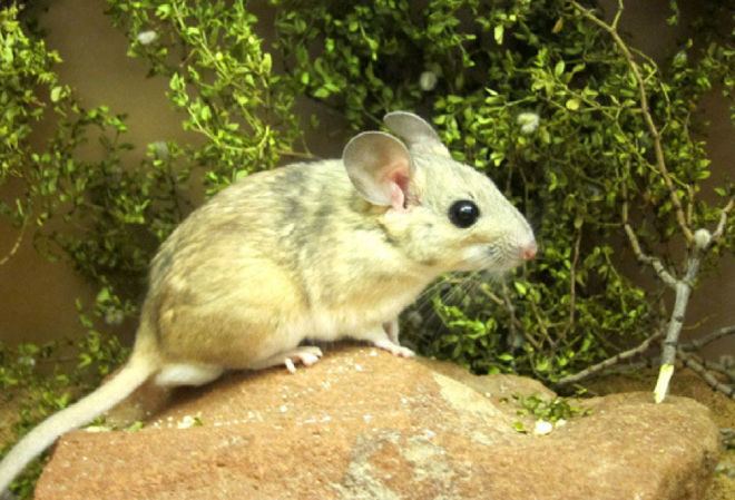 Desert woodrat Desert Rat Relies on Microbes To Detoxify Its Deadly Meals
