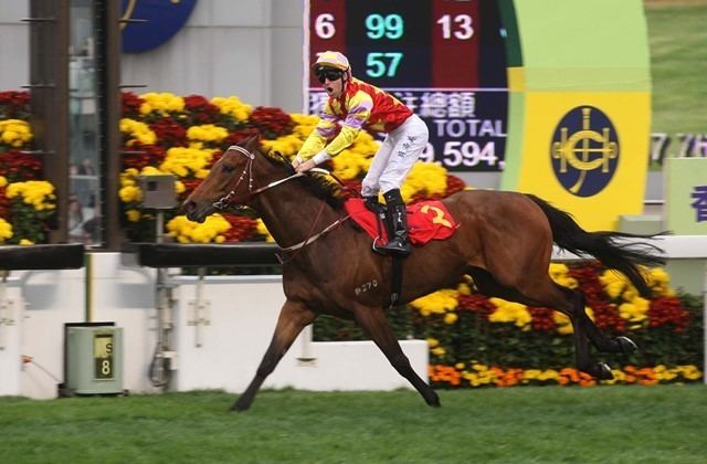 Designs On Rome BMW Hong Kong Derby Able Friend and Designs On Rome pedigree