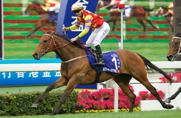 Designs On Rome Designs on Rome Wins Hong Kong Gold Cup 55000 Furlongs to the