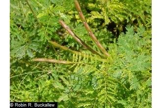 Desmanthus leptolobus Plants Profile for Desmanthus leptolobus slenderlobe bundleflower
