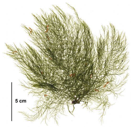 Desmarestia viridis Seaweeds of Alaska