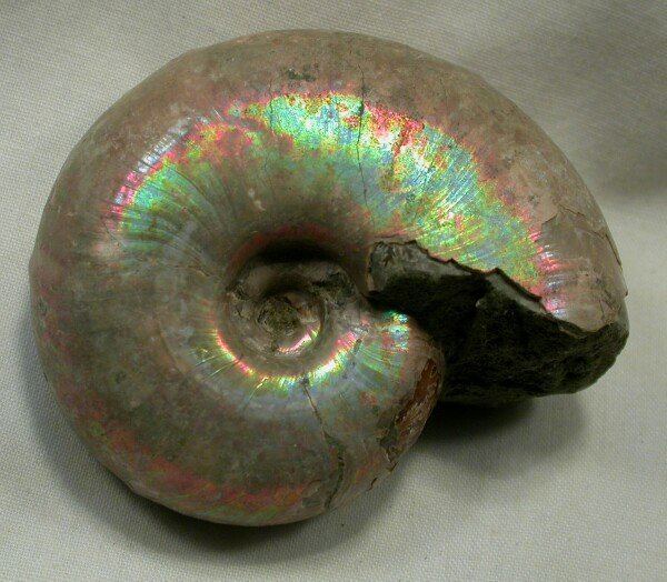 Desmoceras Iridescent Desmoceras Ammonite