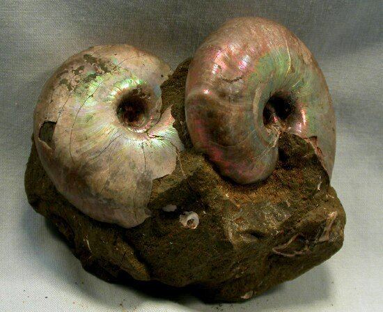 Desmoceras Desmoceras Ammonites