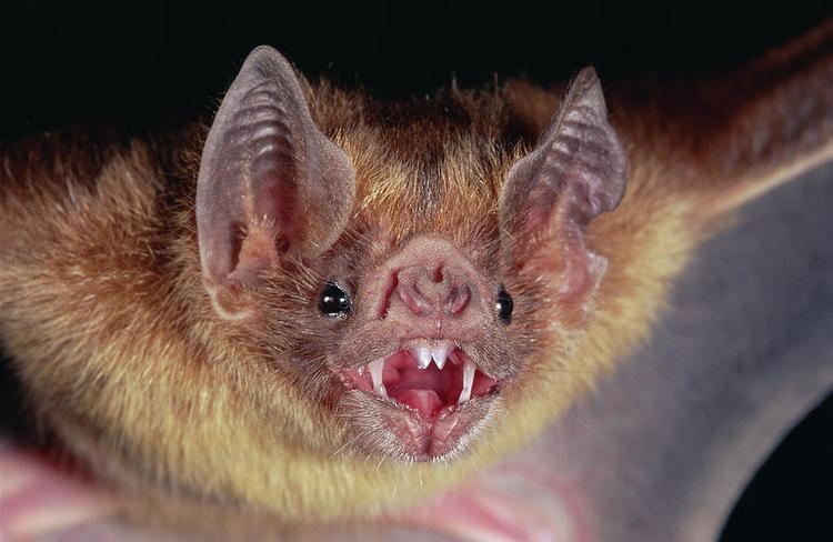 Desmodus Vampire Bat Desmodus Rotundus Portrait Photograph by Michael