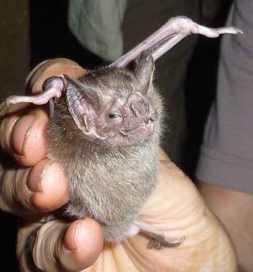 Desmodus Desmodusrotundus6crop Bedfordshire Bat Group