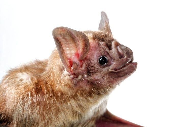Desmodus Common Vampire Bat Desmodus rotundus The Roger Tory Peterson