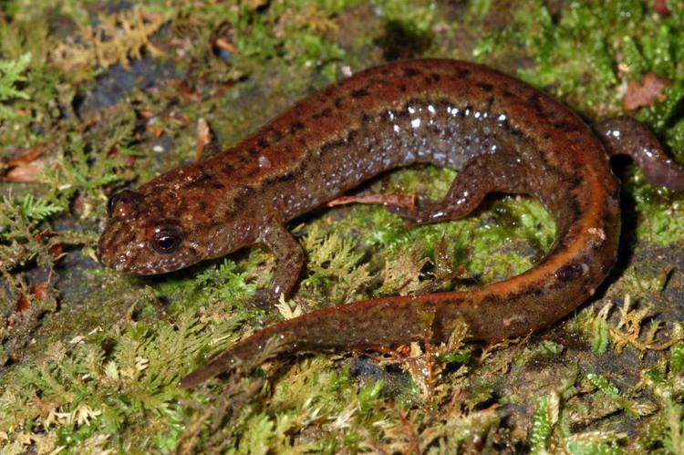 Desmognathus Desmognathus fuscus Dusky Salamander Sighted Catskills Life