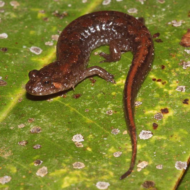 Desmognathus Louisiana Amphibians Spotted dusky salamander Desmognathus conanti