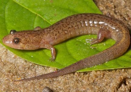 Desmognathus auriculatus Southwestern Center for Herpetological Research Amphibians of the