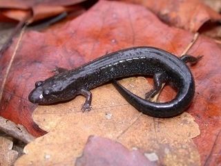 Desmognathus auriculatus Desmognathus auriculatus Southern dusky salamander Discover Life