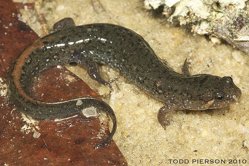Desmognathus auriculatus Southern Dusky Salamander Desmognathus auriculatus iNaturalistorg