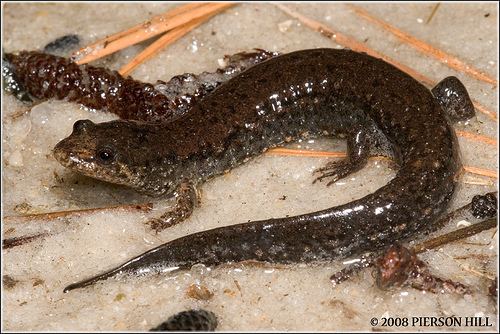 Desmognathus auriculatus Southern Dusky Salamander Desmognathus auriculatus Flickr