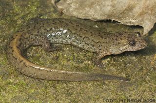 Desmognathus fuscus Desmognathus fuscus Northern dusky salamander Discover Life