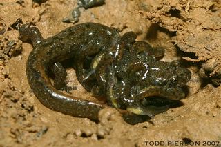 Desmognathus fuscus Desmognathus fuscus Northern dusky salamander Discover Life