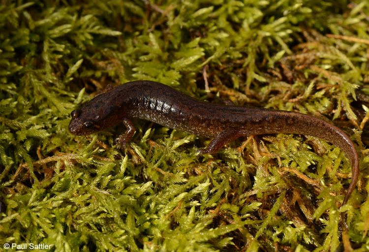 Desmognathus fuscus Northern Dusky Salamander