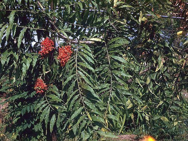 Desmoncus Desmoncus isthmius Palmpedia Palm Grower39s Guide