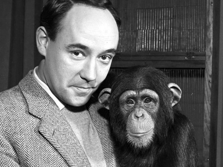 Desmond Morris Why chimps are no chumps From the archive 29 August 1961