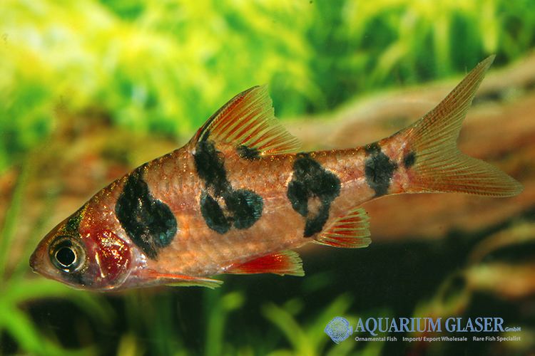Desmopuntius Desmopuntius rhomboocellatus Rhombenbarbe myfish