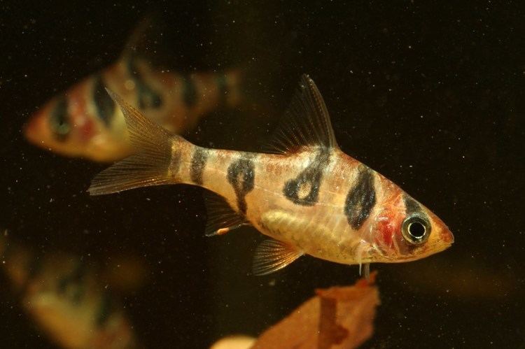 Desmopuntius rhomboocellatus Species Profiles Seriously Fish