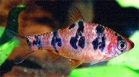 Desmopuntius rhomboocellatus Desmopuntius rhomboocellatus Snakeskin Barb Tropical Fish