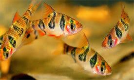 Desmopuntius rhomboocellatus Desmopuntius rhomboocellatus Snakeskin Barb Tropical Fish