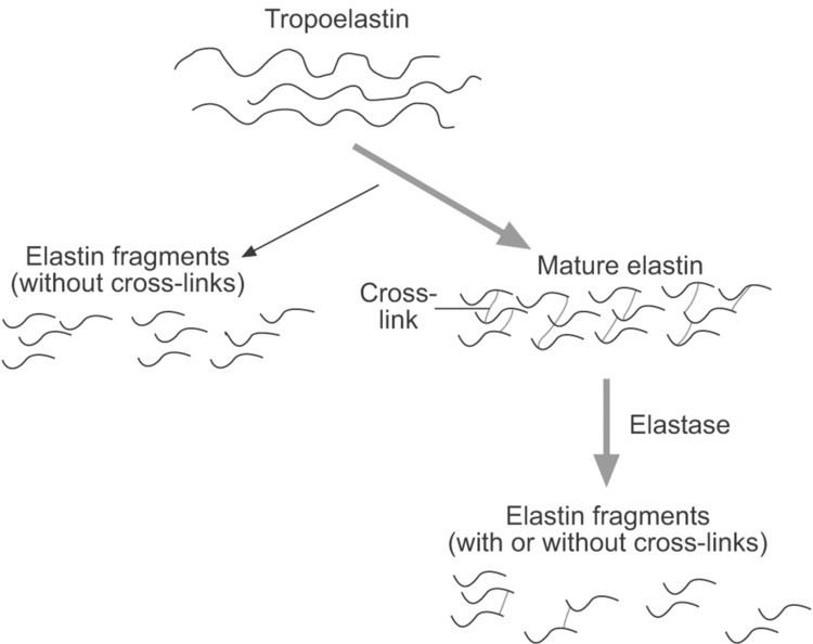 Desmosine Desmosine as a biomarker of elastin degradation in COPD current