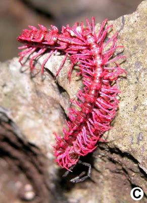 Desmoxytes purpurosea Species New to Science Invertebrate 2008 shocking pink dragon