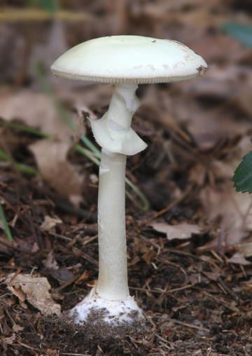 Destroying angel WCLT Nature Notes 10112013 Beware of the destroying angel in
