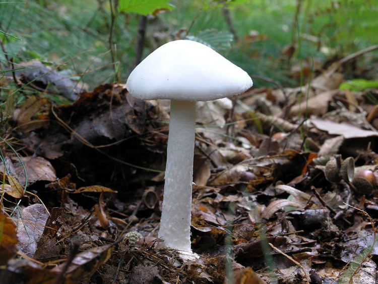 Destroying angel Official quotwhen will Tomacawk eat a destroying angel mushroomquot thread