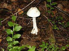 Destroying angel httpsuploadwikimediaorgwikipediacommonsthu