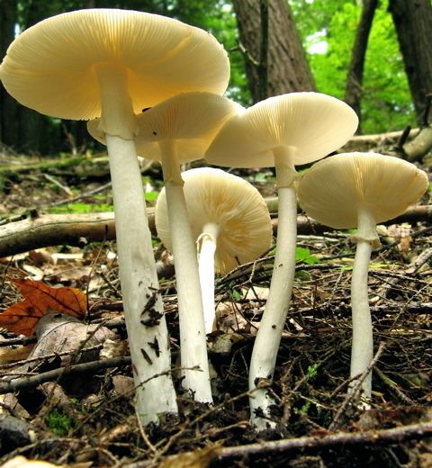 Destroying angel The destroying angel Cornell Mushroom Blog