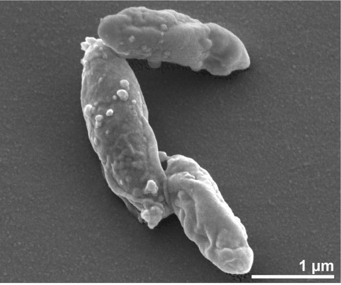 Desulfotomaculum Genome analyses of the carboxydotrophic sulfatereducers