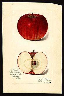 Detroit Red (apple) httpsuploadwikimediaorgwikipediacommonsthu