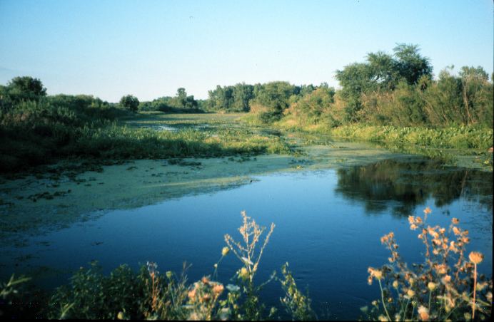 Detroit River International Wildlife Refuge httpsuploadwikimediaorgwikipediacommonsaa