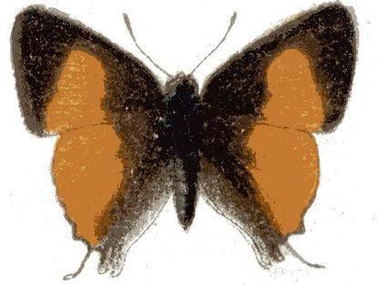 Deudorix batikeli