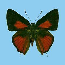 Deudorix philippinensis httpsuploadwikimediaorgwikipediacommonsthu