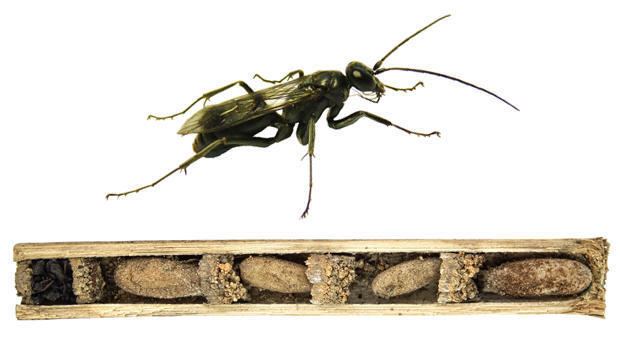 Deuteragenia ossarium Bonehouse wasp Deuteragenia ossarium Top 10 coolest new species