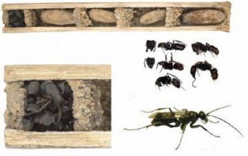 Deuteragenia ossarium SpiderEating Bonehouse Wasp 39Deuteragenia Ossarium39 Uses Ant