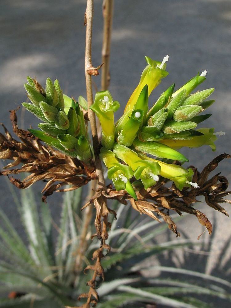 Deuterocohnia glandulosa