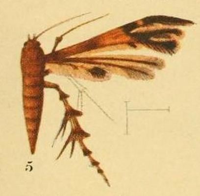 Deuterocopus atrapex