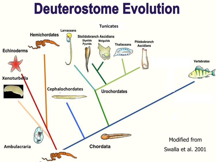 Deuterostome BEACON Researchers at Work The Evolution of Regeneration in the