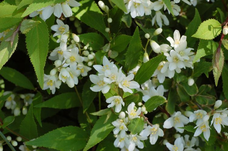 Deutzia gracilis Deutzia gracilis Slender deutzia