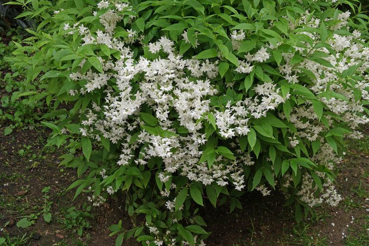 Deutzia gracilis Deutziagracilis2jpg