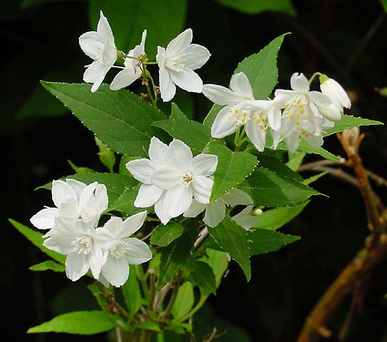 Deutzia gracilis Deutzia gracilis Wikipedia