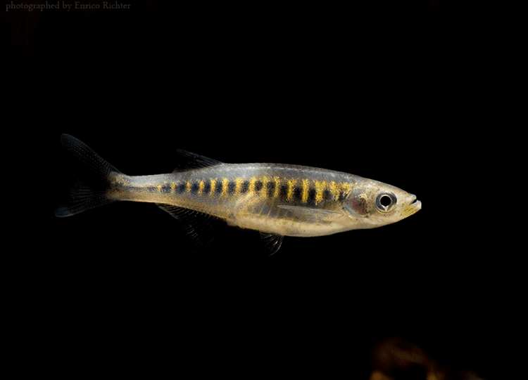 Devario auropurpureus Lake Inle Danio Devario auropurpureus Profile Tropical Fish