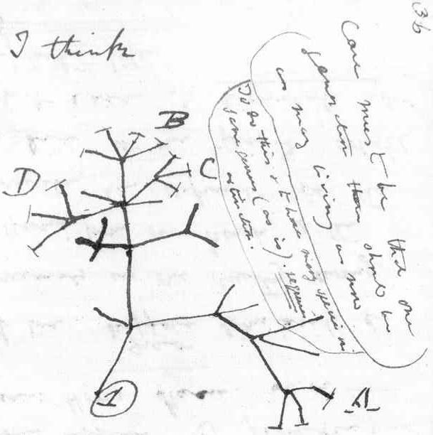 Development of Darwin's theory