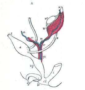 Development of the reproductive system